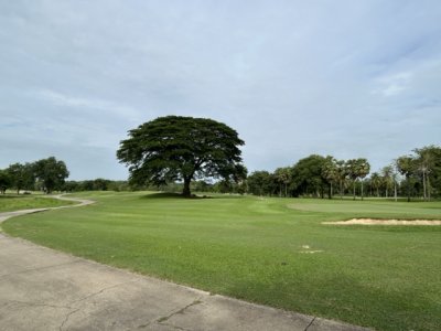 <p>Le parcours a déjà quelques années et certains arbres sont magnifiques.</p>