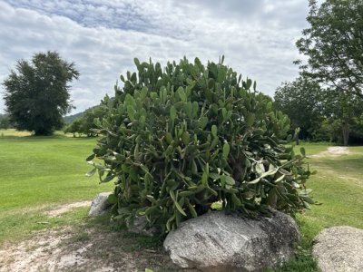 <p>Plusieurs variétés de cactus.</p>