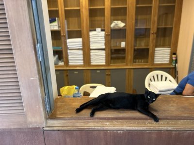 <p>Le chat occupe la moitié du comptoir de la préposée au vestiaire.</p>