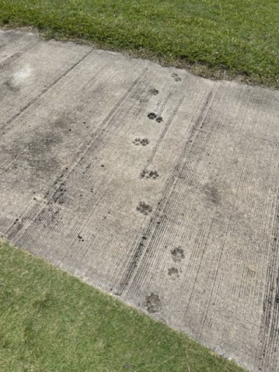 <p>Il y a tellement de chiens errants ici que lorsqu'on refait une allée, il est presque certain que l'un d'eux y laissera sa marque.</p>